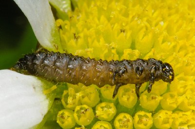 Larva