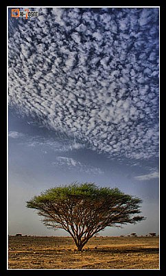 Sumar tree