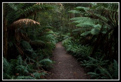 rain forest trail