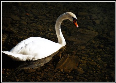 The search in shallow waters