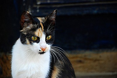 Pisi