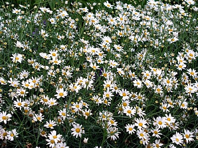 Bed of Daisies