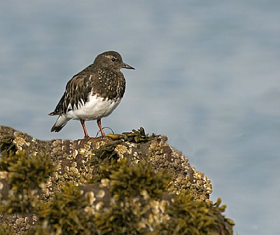 Black Turnstone