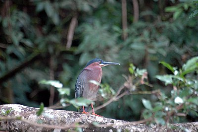 Green Heron - III