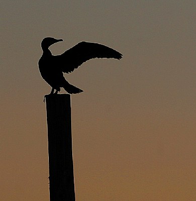 Cormorant Silhouette