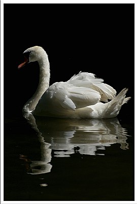 the swan's reflex