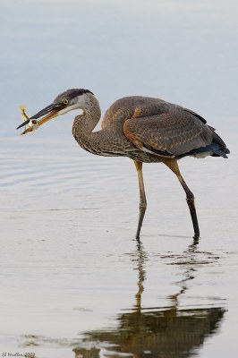 Heron and Fish