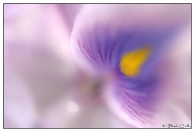A Touch of Color