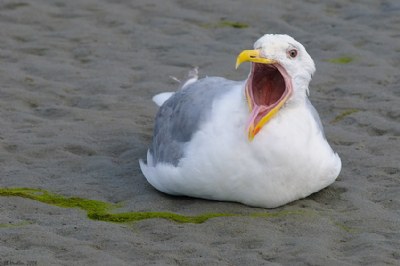 Great Yawn