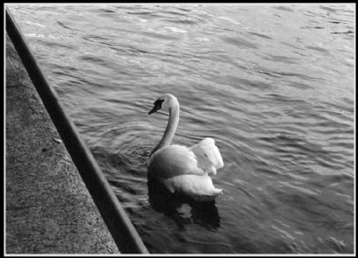 Along the pier