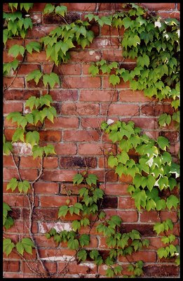 Boston Ivy