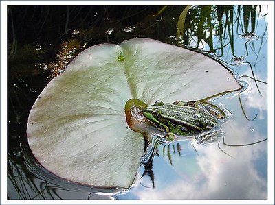 green frog in my pond