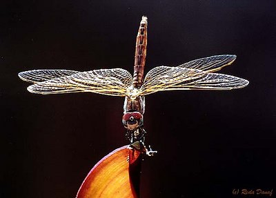 Dragon Fly