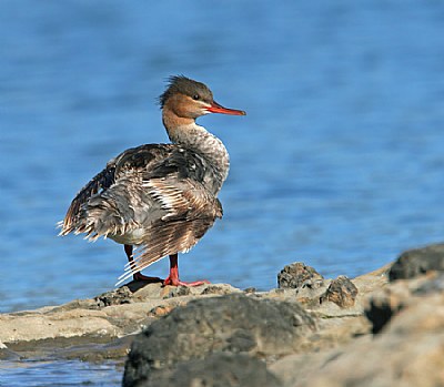 Common Merganser