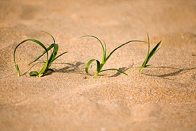 Grass in Sand