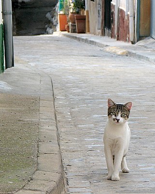 Barcelona Cat