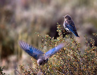 Young Western Blue Birds