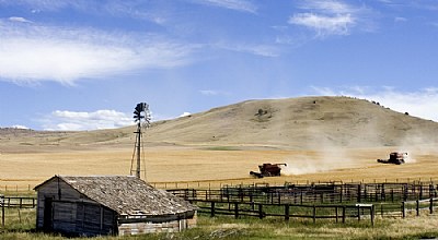 Wheat Harvest