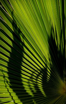 Shadow Leaf