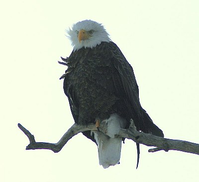 Winter eagle