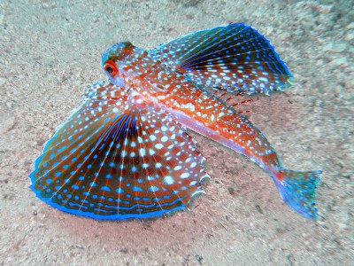 Flying Gurnard