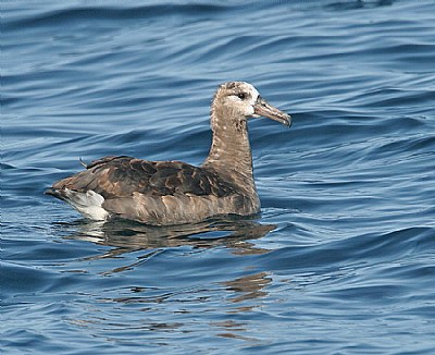 Black-footed Albatross