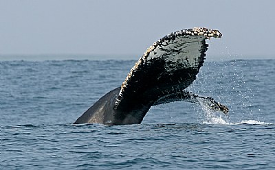 Humpback Whale