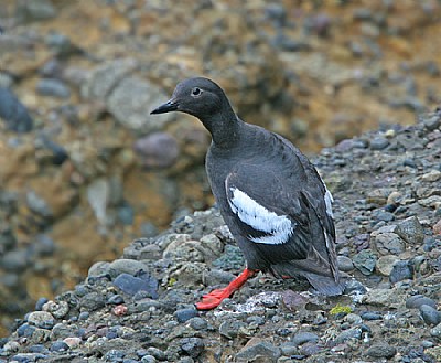 Pigeon Guillemont