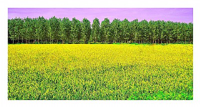 Yellow rice, green trees, blue sky