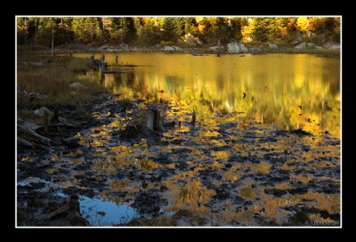 Mountain Pond