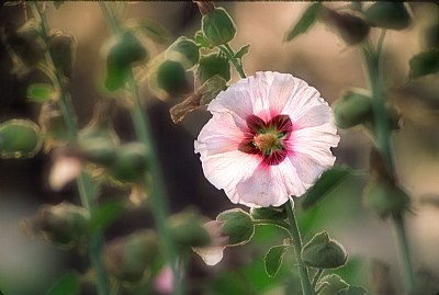 Hollyhock