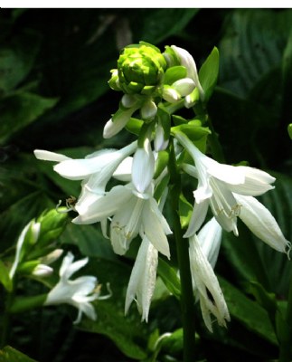 HOSTAS AND BUDS