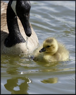 Swimming Lessons