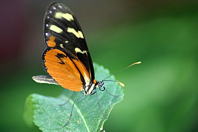 Buttefly