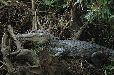 Spectacled Caiman - I