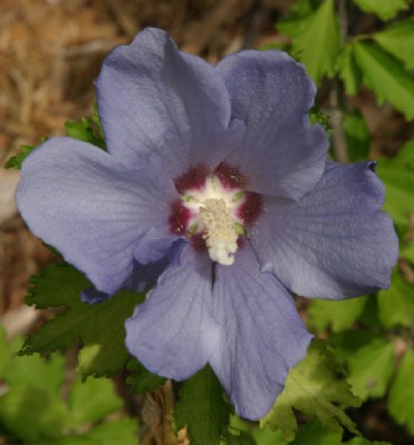 BLUE BLOSSOM