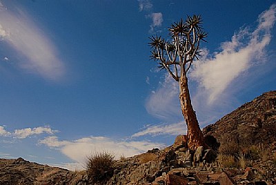 Quivertree in Africa