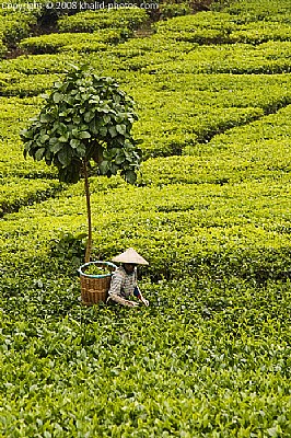 Tea Farm