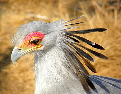 Secretary Bird