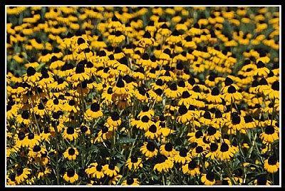 Field of Cone Flowers