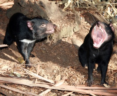 Tasmanian Devils!