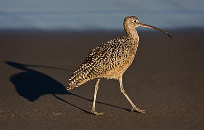 Long Billed Curlew