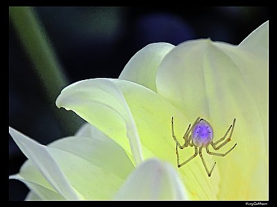 spider in yellow