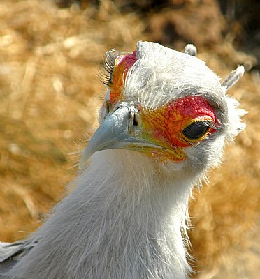 Secretary Bird III