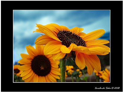 Sunflowers against stormy sky