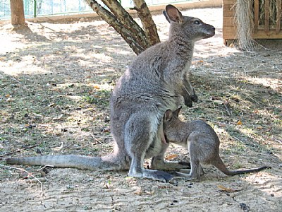 little kengur