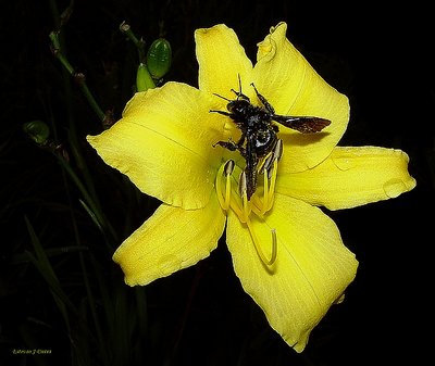 Black bee & yellow daylily...