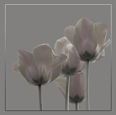 Colorless Tulips