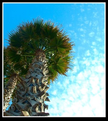 Upward Palm