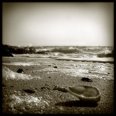 Sand and shells 5